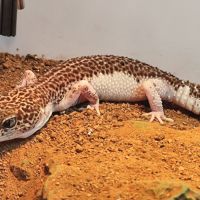 Gecko léopard femelle et terrarium