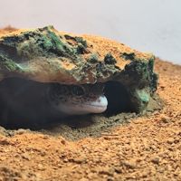 Gecko léopard femelle et terrarium #3