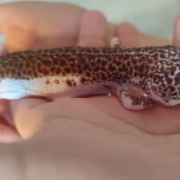 Gecko léopard femelle et terrarium #4