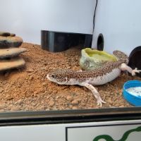 Gecko léopard femelle et terrarium #5