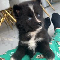 Pomsky femelle