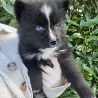 Pomsky femelle #4