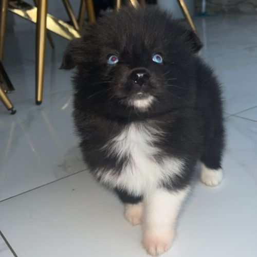 Pomsky pomsky #0