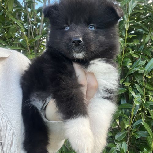 Pomsky pomsky #5