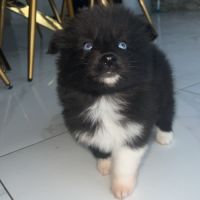 Pomsky pomsky