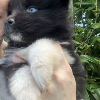 Pomsky pomsky #4