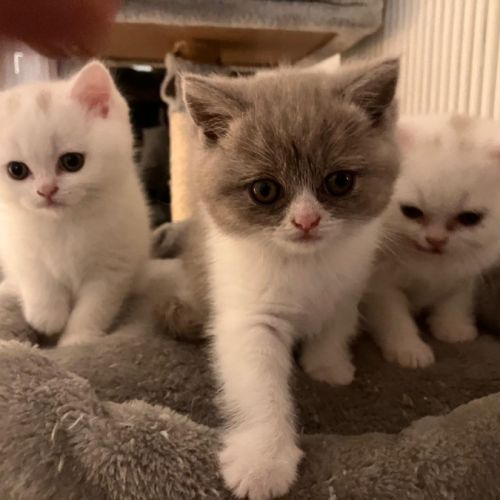 Chatons british shorthair #1
