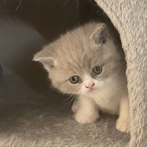Chatons british shorthair #2