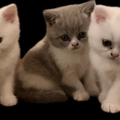 Chatons british shorthair #3