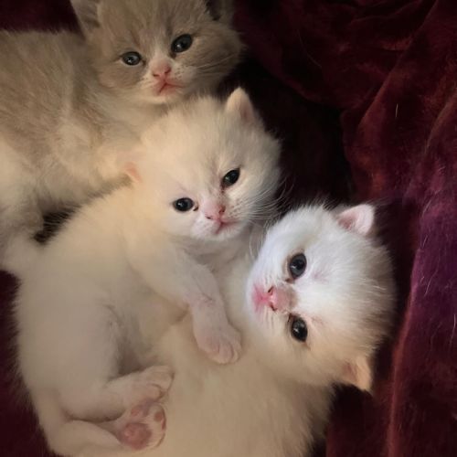 Chatons british shorthair #0