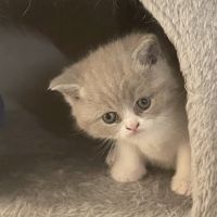 Chatons british shorthair #2