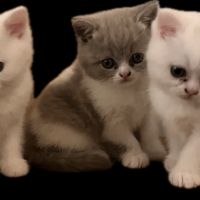 Chatons british shorthair #3