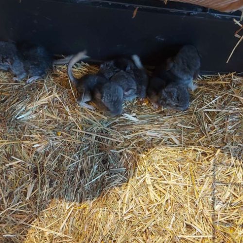 Chinchilla a adopter #1