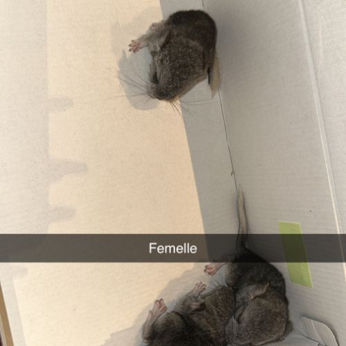 Chinchilla a adopter #2