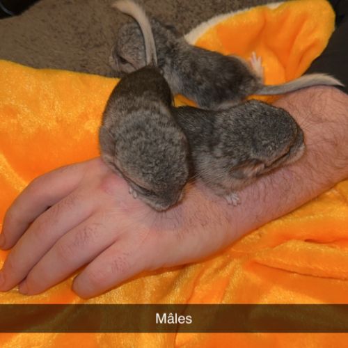 Chinchilla a adopter #0