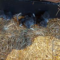 Chinchilla a adopter #1