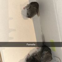 Chinchilla a adopter #2
