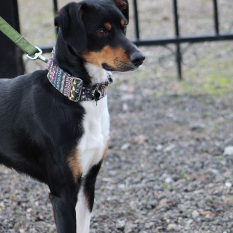 Goten – adorable petit chien tricolore d’1 an #1