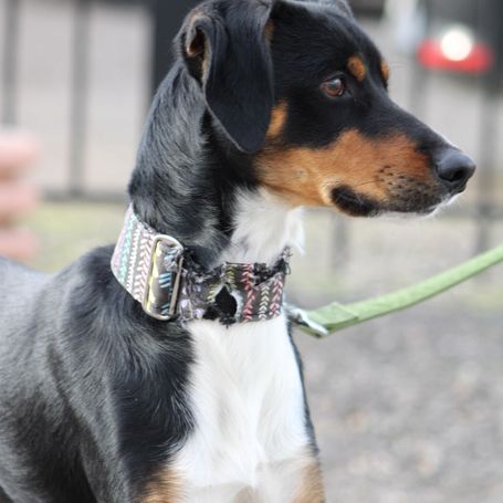 Goten – adorable petit chien tricolore d’1 an #4