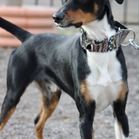 Goten – adorable petit chien tricolore d’1 an #5