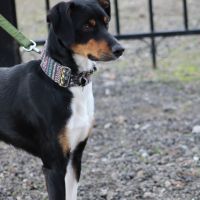 Goten – adorable petit chien tricolore d’1 an #1