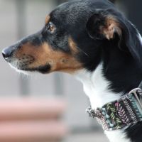 Goten – adorable petit chien tricolore d’1 an #2