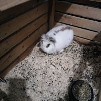 Câline, lapine naine #1