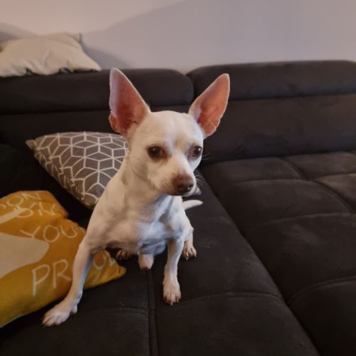 Yoda recherche une famille #1