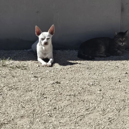 Yoda recherche une famille #0