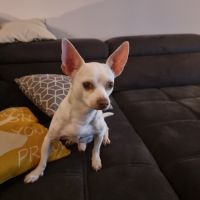 Yoda recherche une famille #1