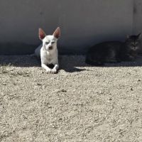 Yoda recherche une famille