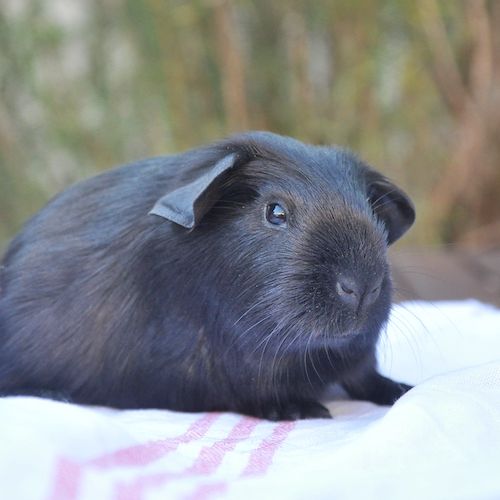 Cochon d'inde à poils courts ou longs #0