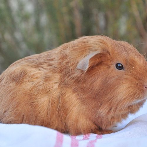 Cochon d'inde à poils courts ou longs #2