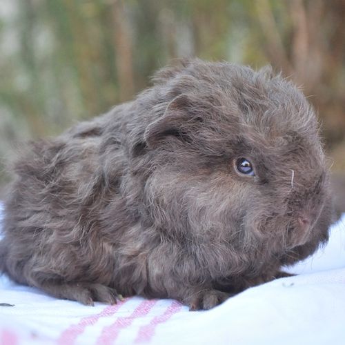 Cochon d'inde à poils courts ou longs #3