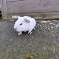 Bébé cochon d'inde mâle #2