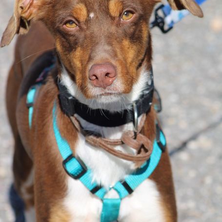 Harvey 1 an cherche une vraie famille