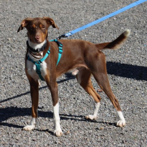 Harvey 1 an cherche une vraie famille #4