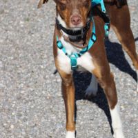 Harvey 1 an cherche une vraie famille #1