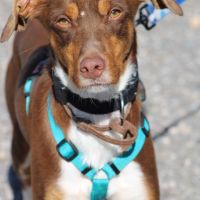 Harvey 1 an cherche une vraie famille #0