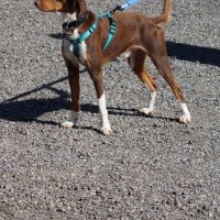 Harvey 1 an cherche une vraie famille #3