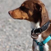 Harvey 1 an cherche une vraie famille #5