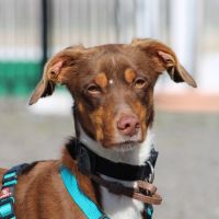 Harvey 1 an cherche une vraie famille #6