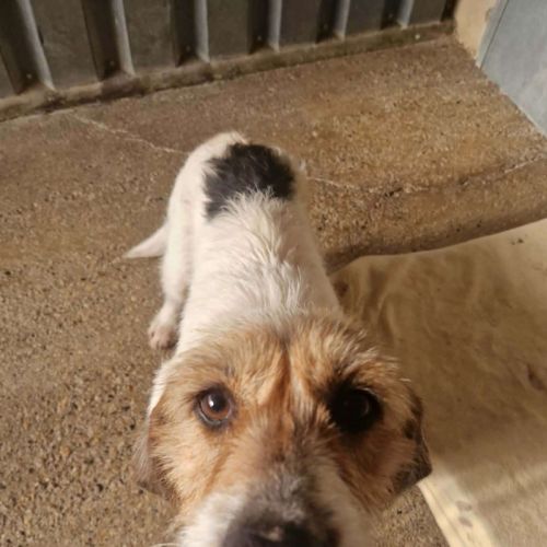 Chien nova à l adoption #0