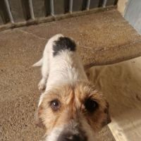 Chien nova à l adoption