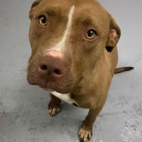 Chien inata à l adoption