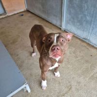 Chien bulma à l adoption