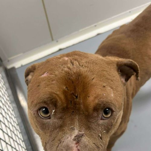 Chien ice à l adoption #0