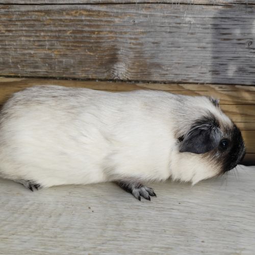 Cochon d'inde de race #2