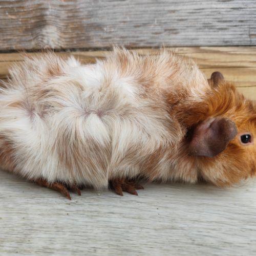 Cochon d'inde de race #3