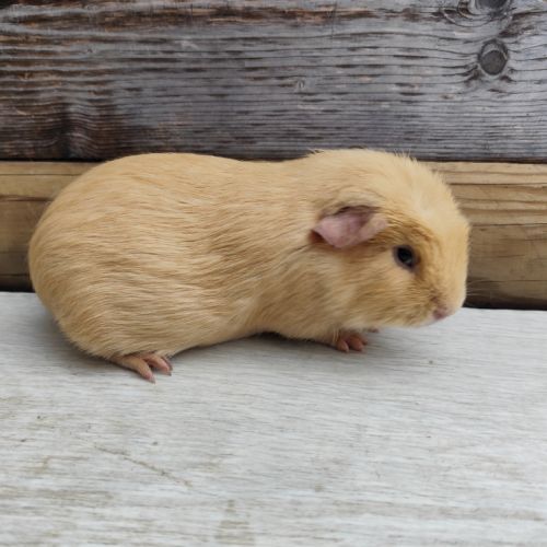 Cochon d'inde de race #6